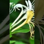 ysuckle

What is a Honeysuckle Plant: Benefits & Uses