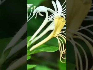ysuckle

What is a Honeysuckle Plant: Benefits & Uses